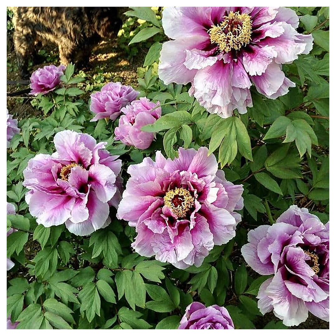 Dark Grey Peony Flower Chinese Bonsai Flower Seeds Home Garden Planting, Fragrant Organic | Neera Seeds product photo [neera-v4-12ae7b45ea6f6d068ab9]