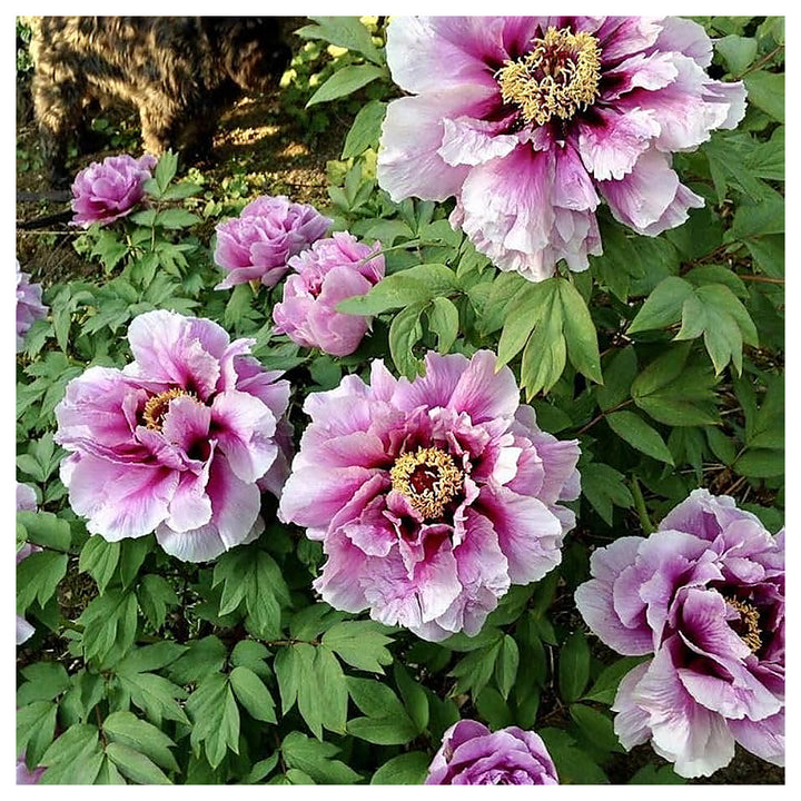 Dark Grey Peony Flower Chinese Bonsai Flower Seeds Home Garden Planting, Fragrant Organic | Neera Seeds product photo [neera-v4-12ae7b45ea6f6d068ab9]
