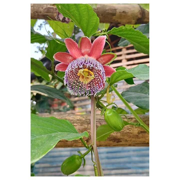 Organic Heirloom Red Passion Flower Seeds – Non-GMO Exotic Climbing Seeds for Planting, High Germination | Neera Seeds product photo [neera-v4-12b1a6d588b18bb70c0e]
