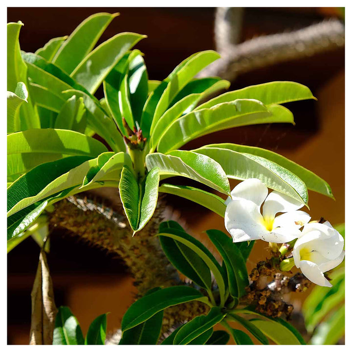 White Pachypodium Lamerei Plant Seeds for Planting, 100 pcs | Neera Seeds product photo [neera-v4-12bccb050bc7f30f611a]