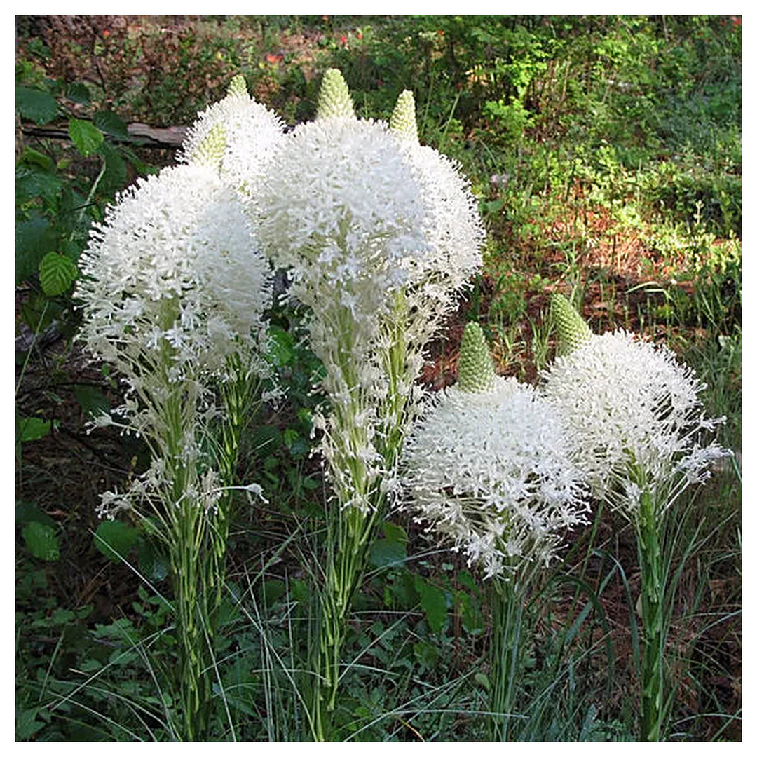 Bear Grass (Xerophyllum Tenax) Flower Seeds – Heirloom Non-GMO Seeds for Wildflower & Woodland Gardens | Neera Seeds product photo [neera-v4-12c9f01e9a0a3e972a63]