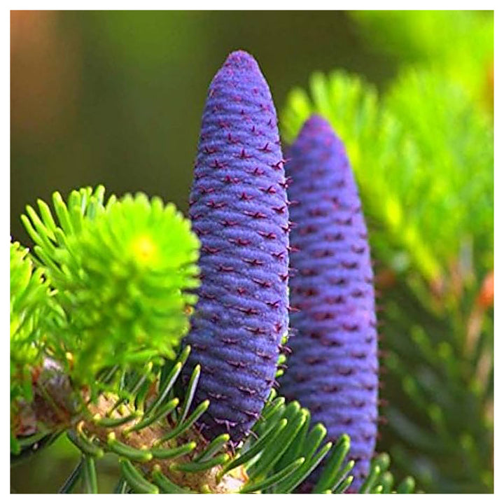 Abies Purple Plant Seeds for Planting – Organic, Heirloom, Non-GMO Conifer Seeds | Neera Seeds product photo [neera-v4-12ca326df0054b157e8e]
