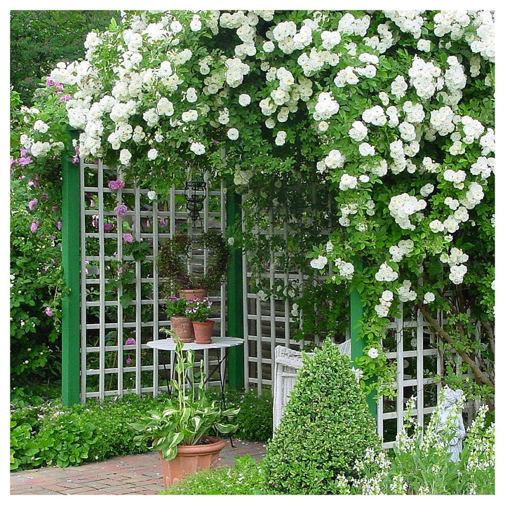 White Creeper Rose Plant Seeds for Planting Non-GMO Heirloom Garden Seeds for Home and Outdoor Growing | Neera Seeds product photo [neera-v4-12e439ace4d4c9c256c8]