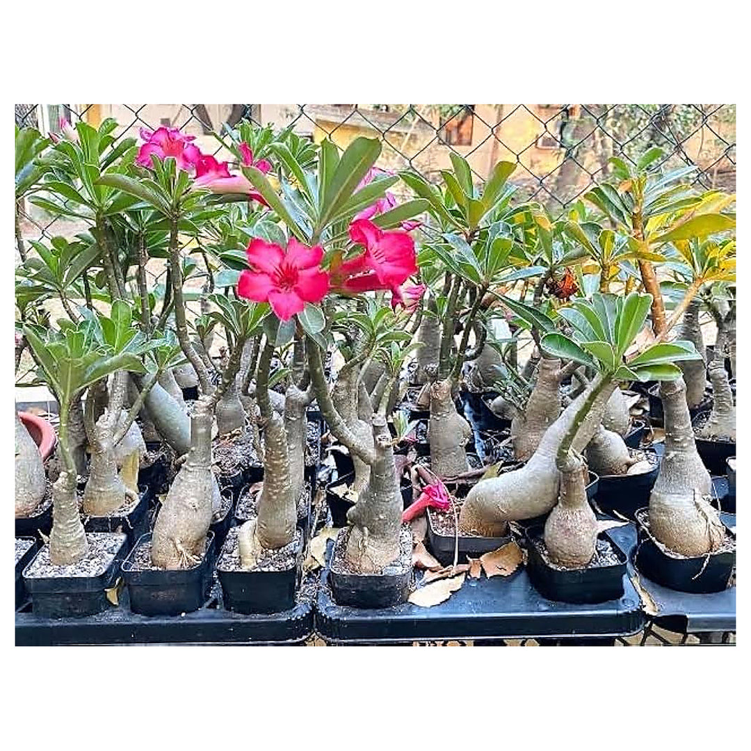 Spring Bonsai Philodendron Types Of Mix Flowering Plants In Courtyard Garden Flower Seeds | Neera Seeds product photo [neera-v4-12e453832678aa6ba193]