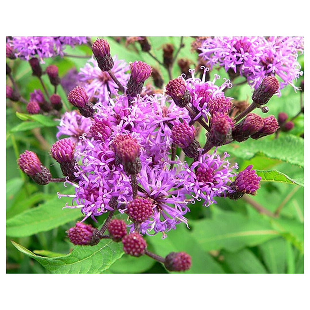 Heirloom Non-GMO Vernonia Anthelmintica Flower Seeds for Planting – Medicinal Wildflower Seeds | Neera Seeds product photo [neera-v4-12fe1f8eaed330abfda4]