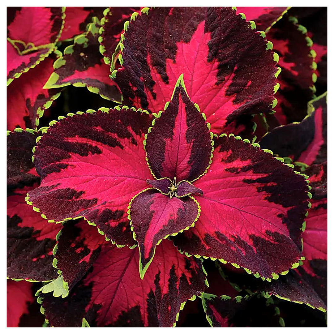 Chocolate Covered Cherry red coleus Plant Seeds for Planting - Beautiful Blooms, heirloom seeds | Neera Seeds product photo [neera-v4-1318113797f8735ff682]