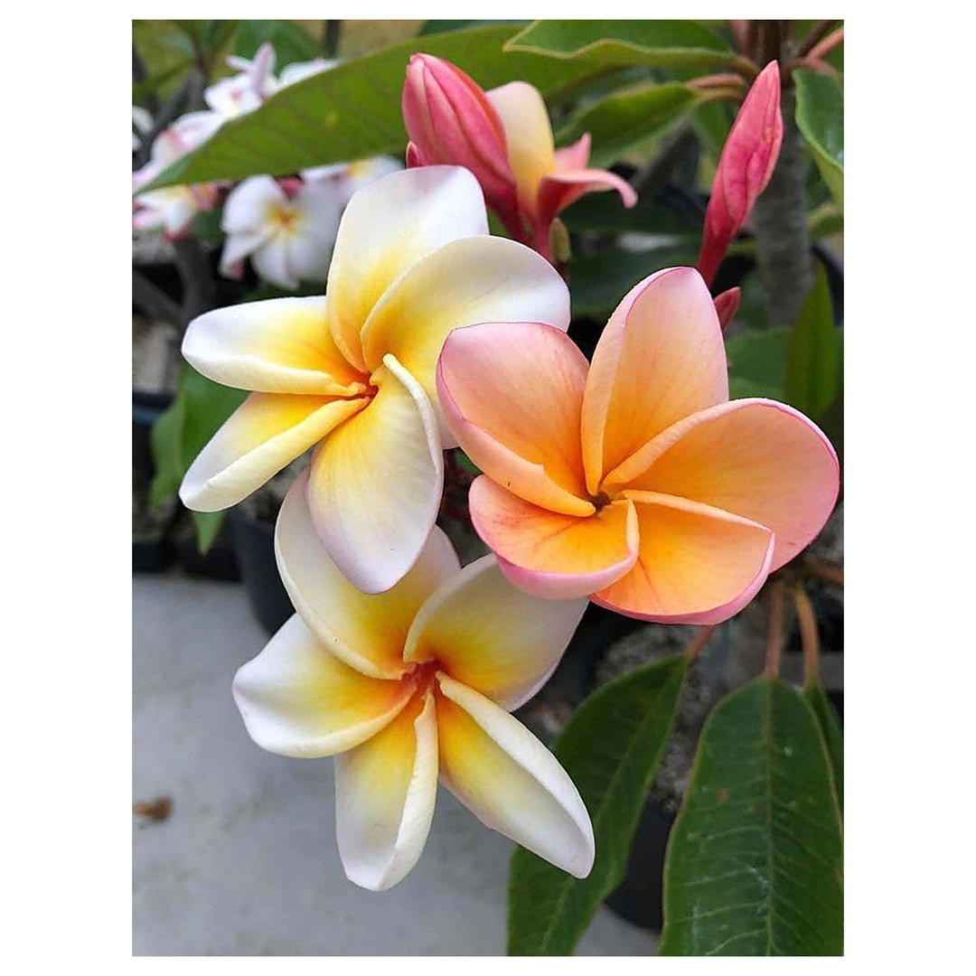 Mixed Color Plumeria Plumeria Spp For Planting In Home Garden Flower Seeds for Home Garden | Neera Seeds product photo [neera-v4-132a681535ee4d5cd5c8]