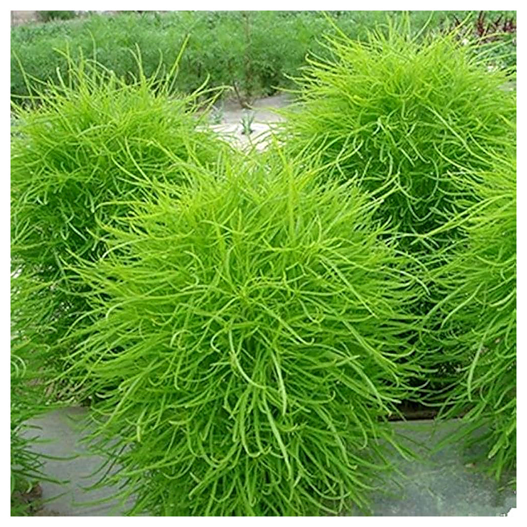 Kochia Scoparia Bush Grass Flower Seeds for Home Garden Planting, Landscape Organic Blooming | Neera Seeds product photo [neera-v4-133b0d622210a63abd8e]
