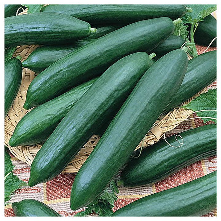Heirloom Burpless Cucumber Seeds for Planting – Non-GMO, High Germination, Tasty Green Cucumbers | Neera Seeds product photo [neera-v4-133c2491c215e6b8794f]