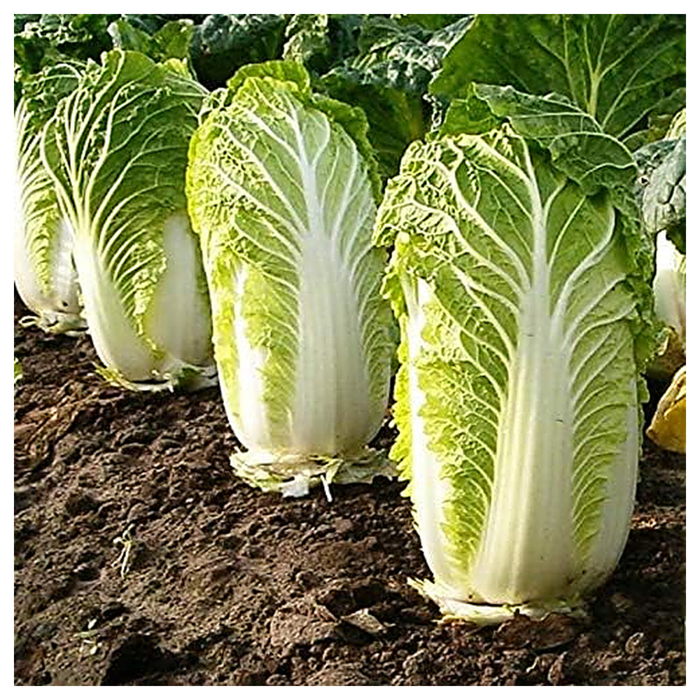 Chinese Cabbage Napa Seeds – Heirloom, High Yield, Fast Growing Vegetable Seeds | Neera Seeds product photo [neera-v4-135300a0ef00e4d02bc9]