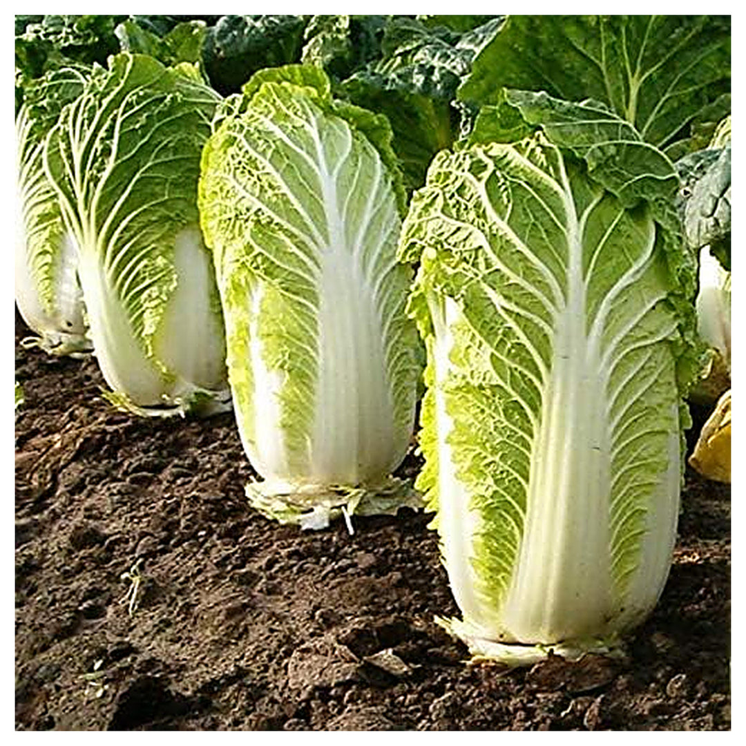 Chinese Cabbage Napa Seeds – Heirloom, High Yield, Fast Growing Vegetable Seeds | Neera Seeds product photo [neera-v4-135300a0ef00e4d02bc9]