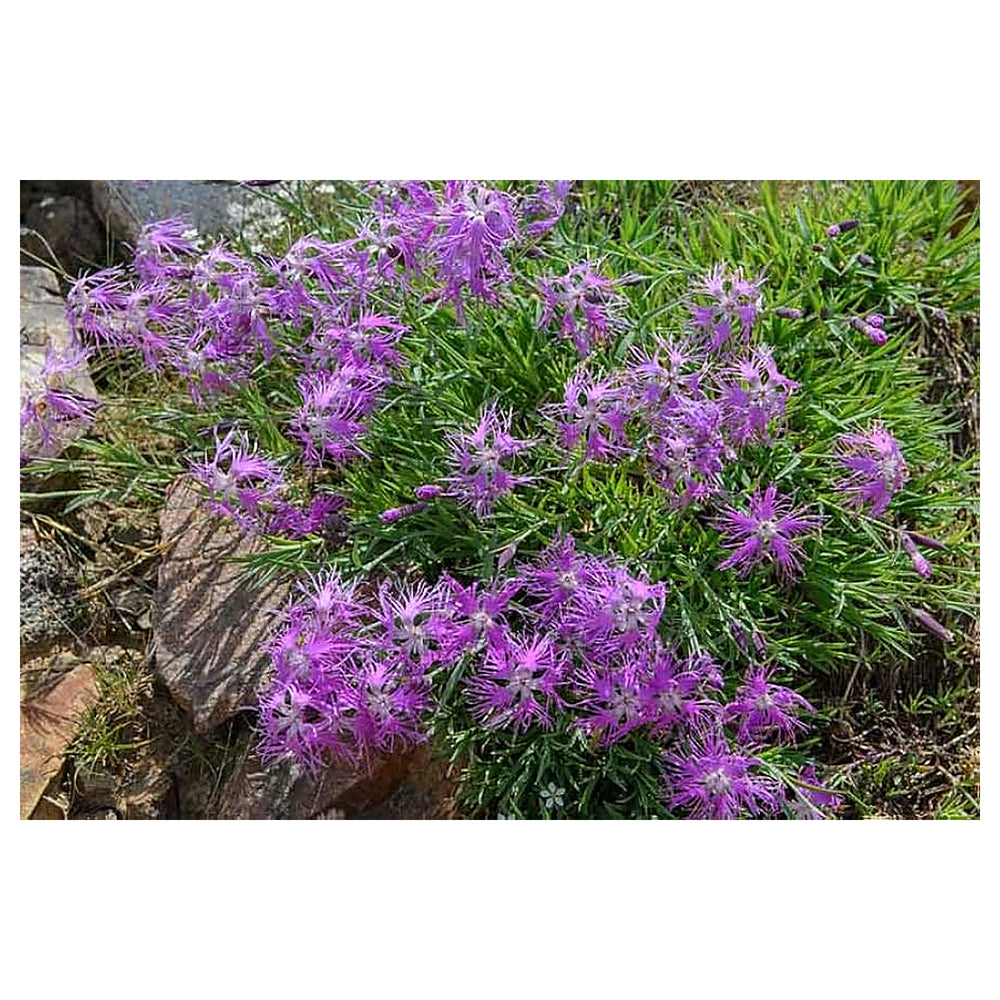 Dianthus Superbus Flower Seeds for Planting - 100 pcs | Neera Seeds product photo [neera-v4-136885b5dd7aeb30d61e]