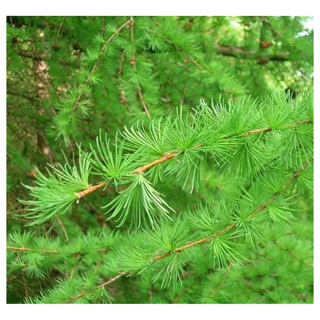 Green Larix Occidentalis Plant Seeds – Deciduous Tree Seeds, Heirloom & Non-GMO Seeds for Planting | Neera Seeds product photo [neera-v4-136ecc399baa50baa63c]