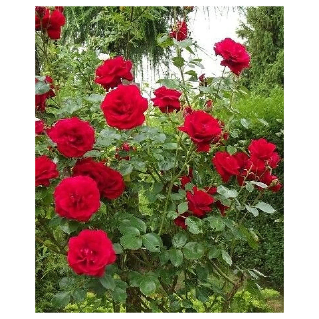Red Pink Climbing Rose Plant Seeds for Planting Non-GMO Heirloom Garden Seeds for Home and Outdoor Growing | Neera Seeds product photo [neera-v4-137dc42f88c97ccb908d]