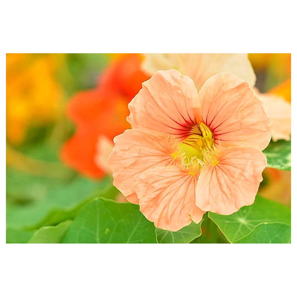 Baby Pink Nasturtium Flower Seeds for Planting – Heirloom, Non-GMO, High Germination Garden Seeds | Neera Seeds product photo [neera-v4-138b1809d62749b3c1ff]