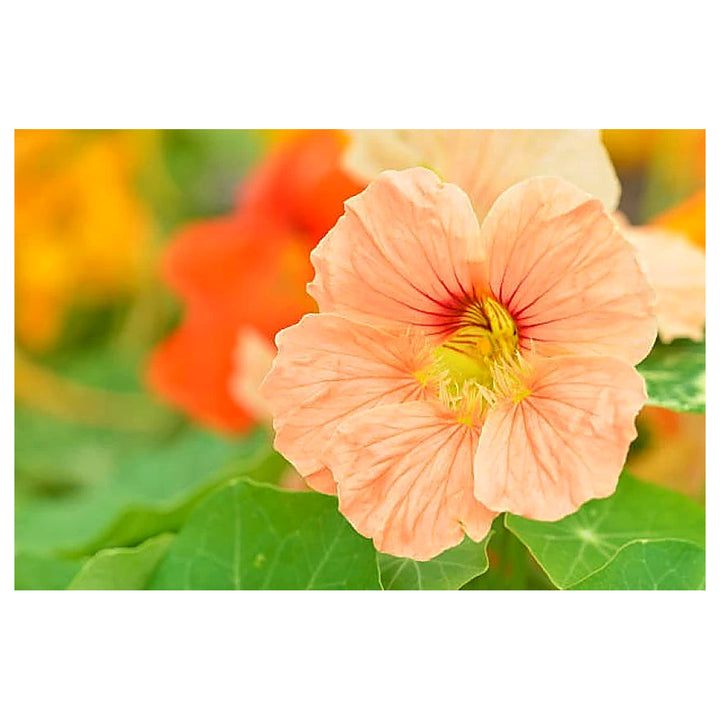 Baby Pink Nasturtium Flower Seeds for Planting – Heirloom, Non-GMO, High Germination Garden Seeds | Neera Seeds product photo [neera-v4-138b1809d62749b3c1ff]