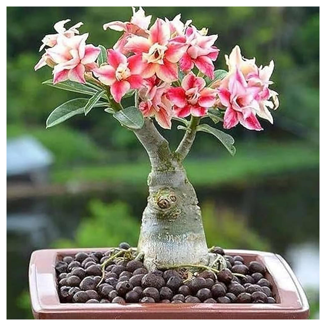 Rose Bonsai Tree Yard Decoration And Multiple Color Varieties Flower Seeds Home Garden | Neera Seeds product photo [neera-v4-138ea85d15fd4c801dd8]