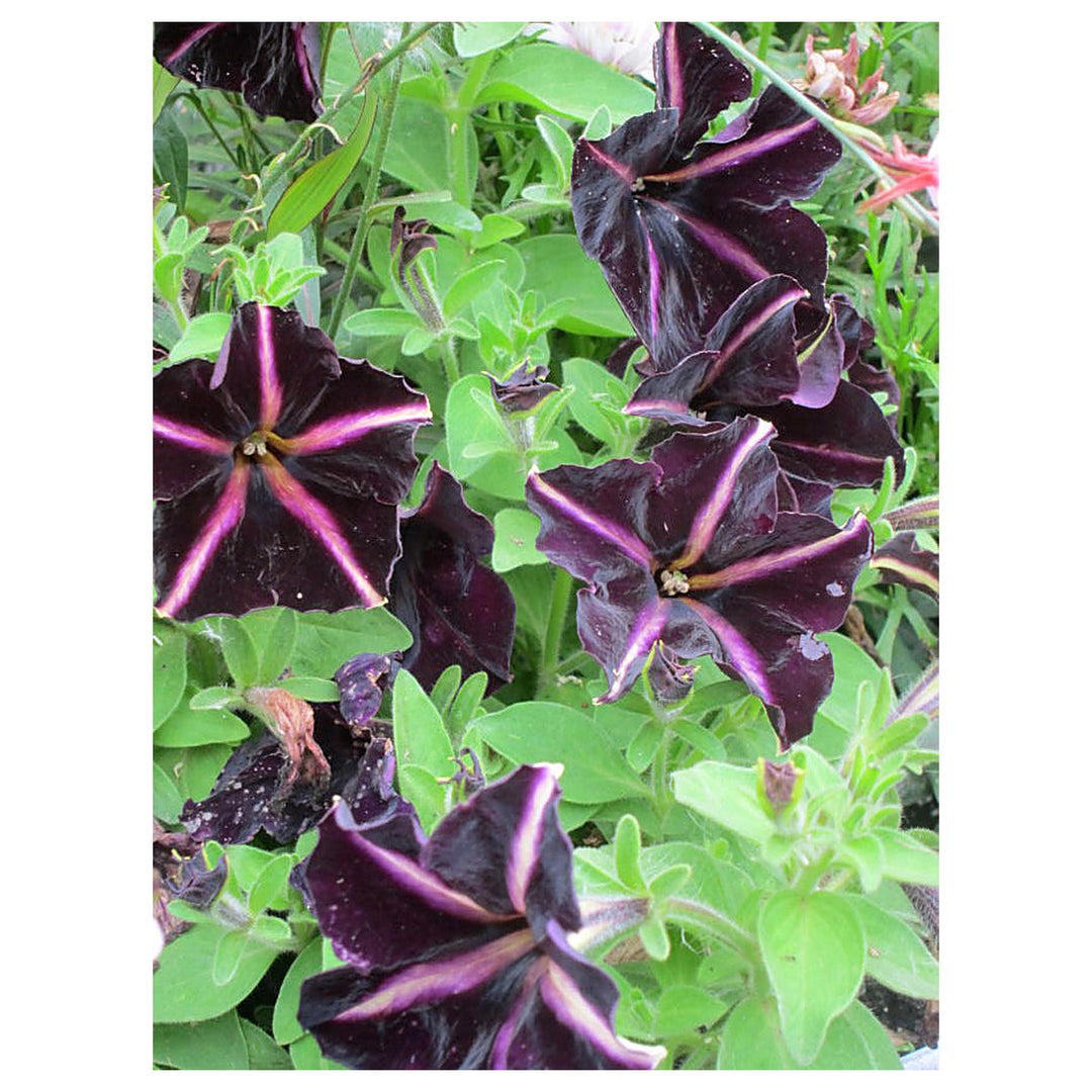 Black Purple Petunia Flower Seeds for Planting – Heirloom, Non-GMO, High Germination Organic Garden Seeds | Neera Seeds product photo [neera-v4-13a7bb0e6bed8542f5b8]