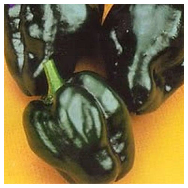 Poblano Pepper Capsicum Annuum For Planting Flower Seeds for Home Garden Planting, Ornamental | Neera Seeds product photo [neera-v4-13b2eb1e25a6828aad45]