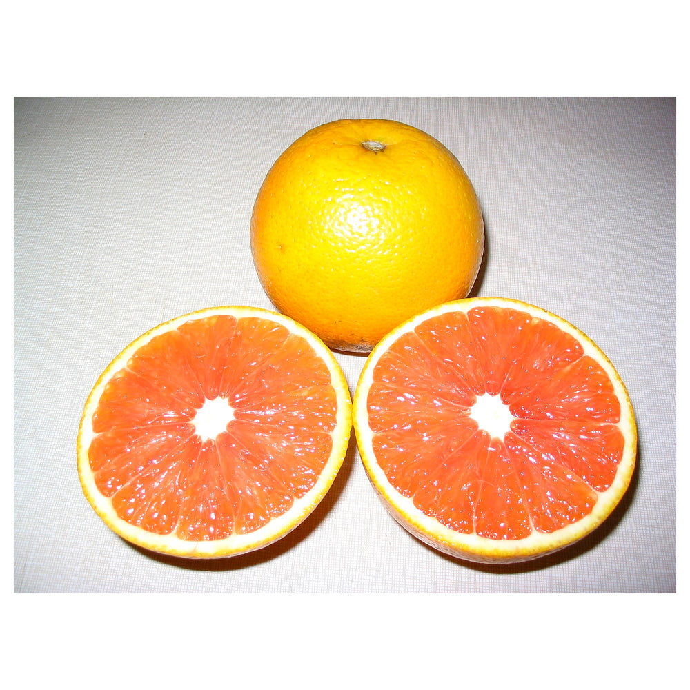 Cara Cara Navel Orange Fruit Seeds – Sweet & Juicy Oranges, Heirloom & Non-GMO Seeds for Home Garden | Neera Seeds product photo [neera-v4-13b6e3997b92301d7983]