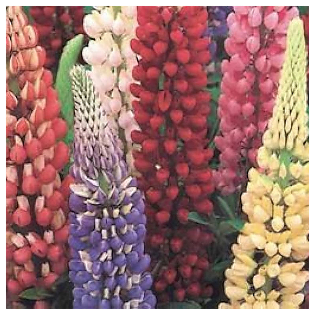 Rainbow Lupine Vibrant Multi Colored Lupine Blooms Flower Seeds Home Garden Planting, | Neera Seeds product photo [neera-v4-13ba4f036938c6c38dc1]