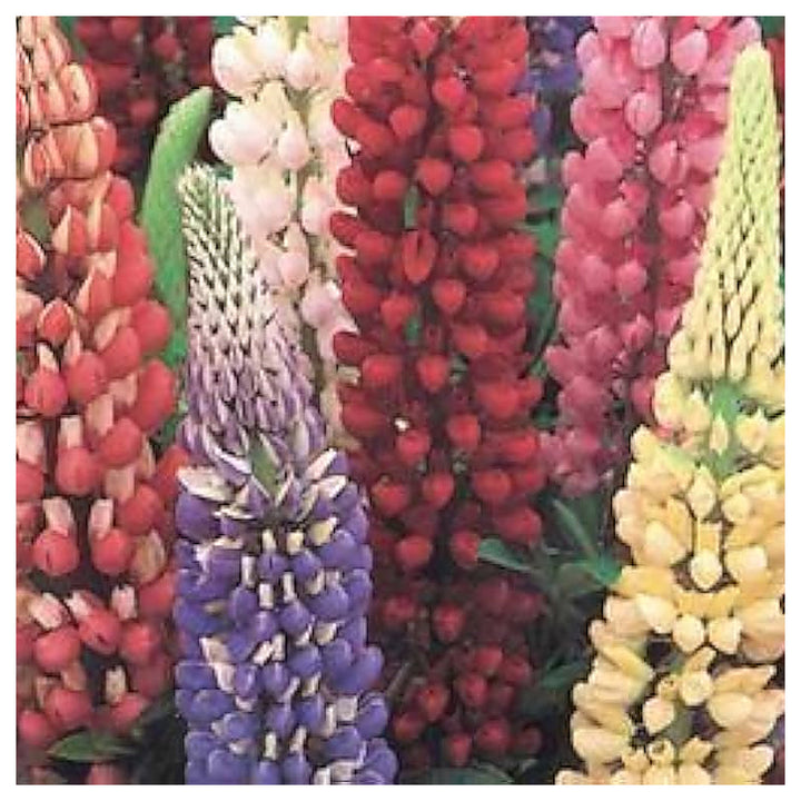 Rainbow Lupine Vibrant Multi Colored Lupine Blooms Flower Seeds Home Garden Planting, | Neera Seeds product photo [neera-v4-13ba4f036938c6c38dc1]