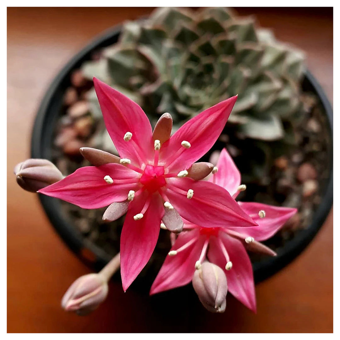Graptopetalum Bellum Flower Seeds for Planting – Heirloom, Non-GMO Seeds for Vibrant Home Garden Blooms | Neera Seeds product photo [neera-v4-13ccd166053847680b7c]