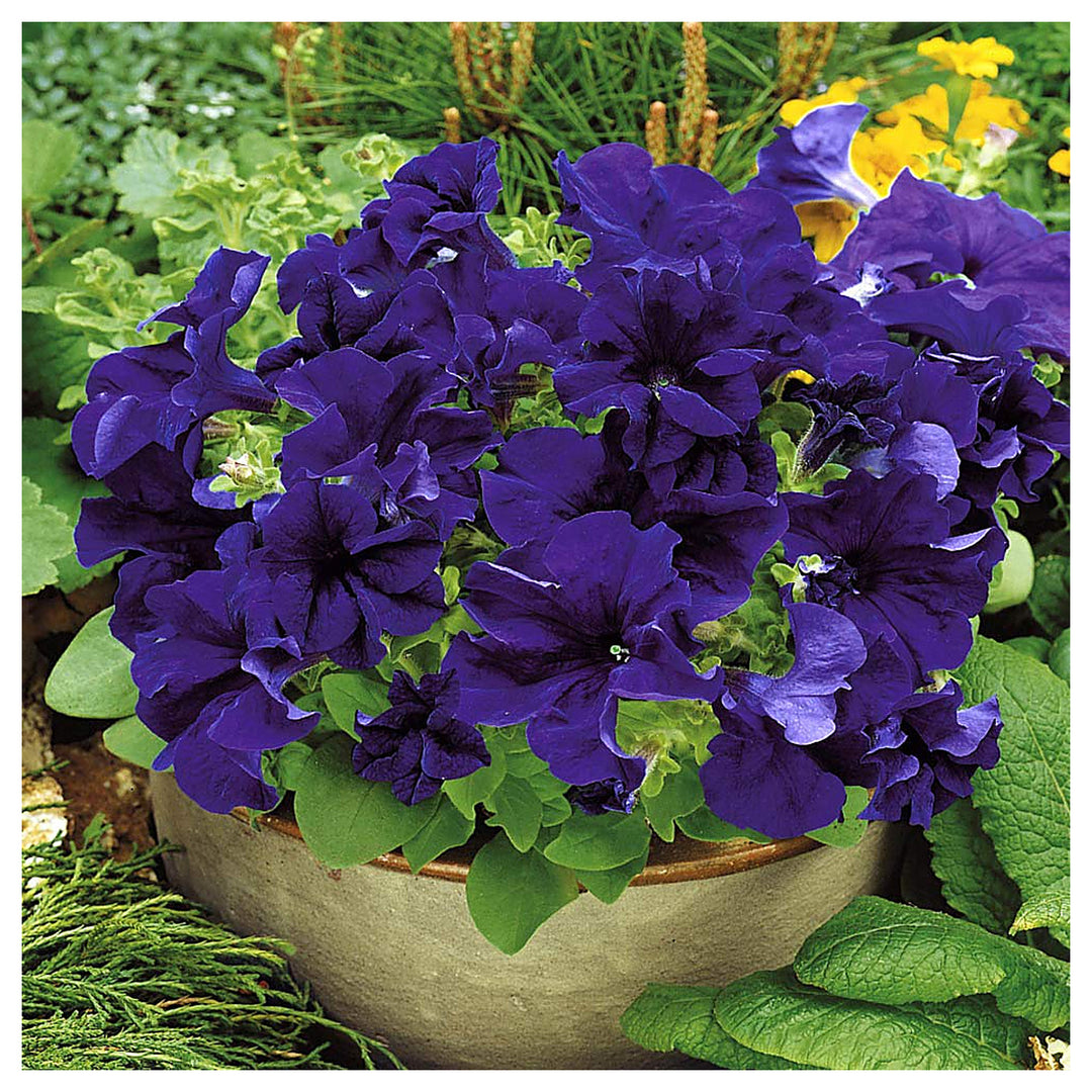 Purple Petunia Petunia Hybrida Flower For Planting Vibrant Blooms For Pathways Borders Window | Neera Seeds product photo [neera-v4-13d16bdca6f90d9bf925]