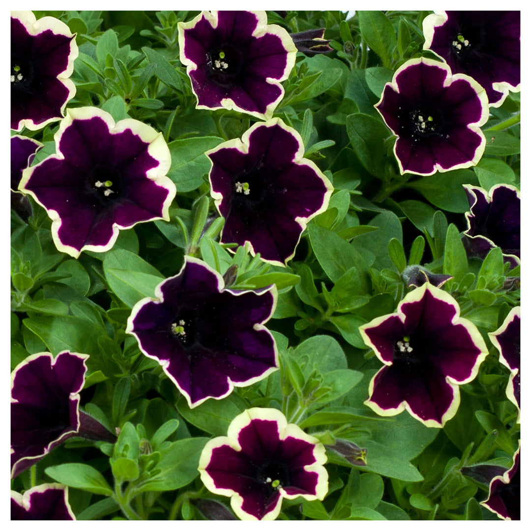 Dark Purple Magenta Petunia Seeds for Planting - Heirloom, NON-GMO Flower Seeds - Vibrant Blooms | Neera Seeds product photo [neera-v4-13d426a19e71410cd053]