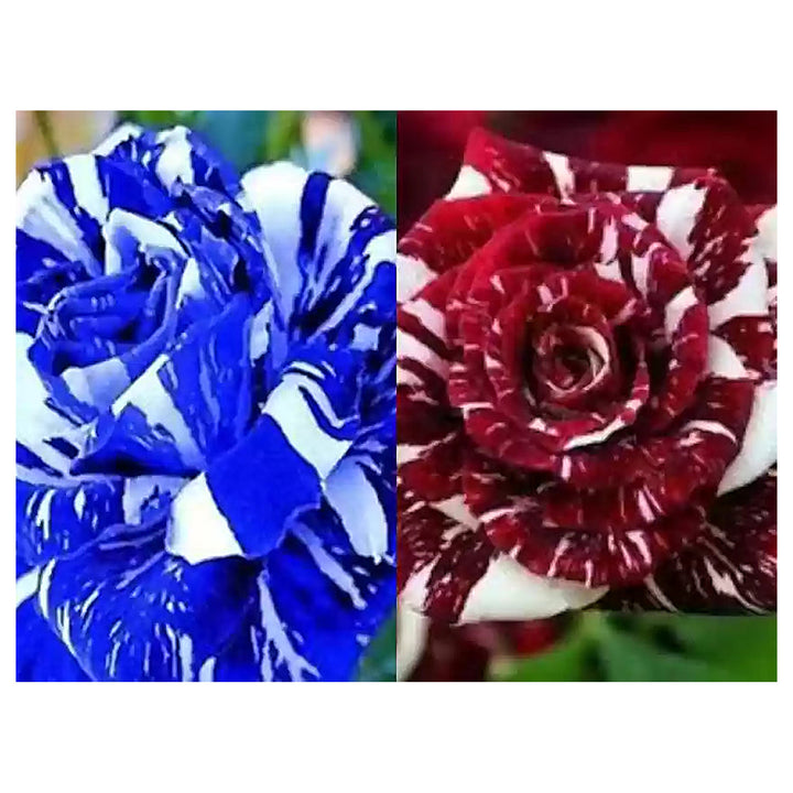 Mix Dragon Rose Flower Plant Seeds – Heirloom Non-GMO Seeds for Planting – High Germination Organic Garden Seeds | Neera Seeds product photo [neera-v4-13d6c683910699328317]