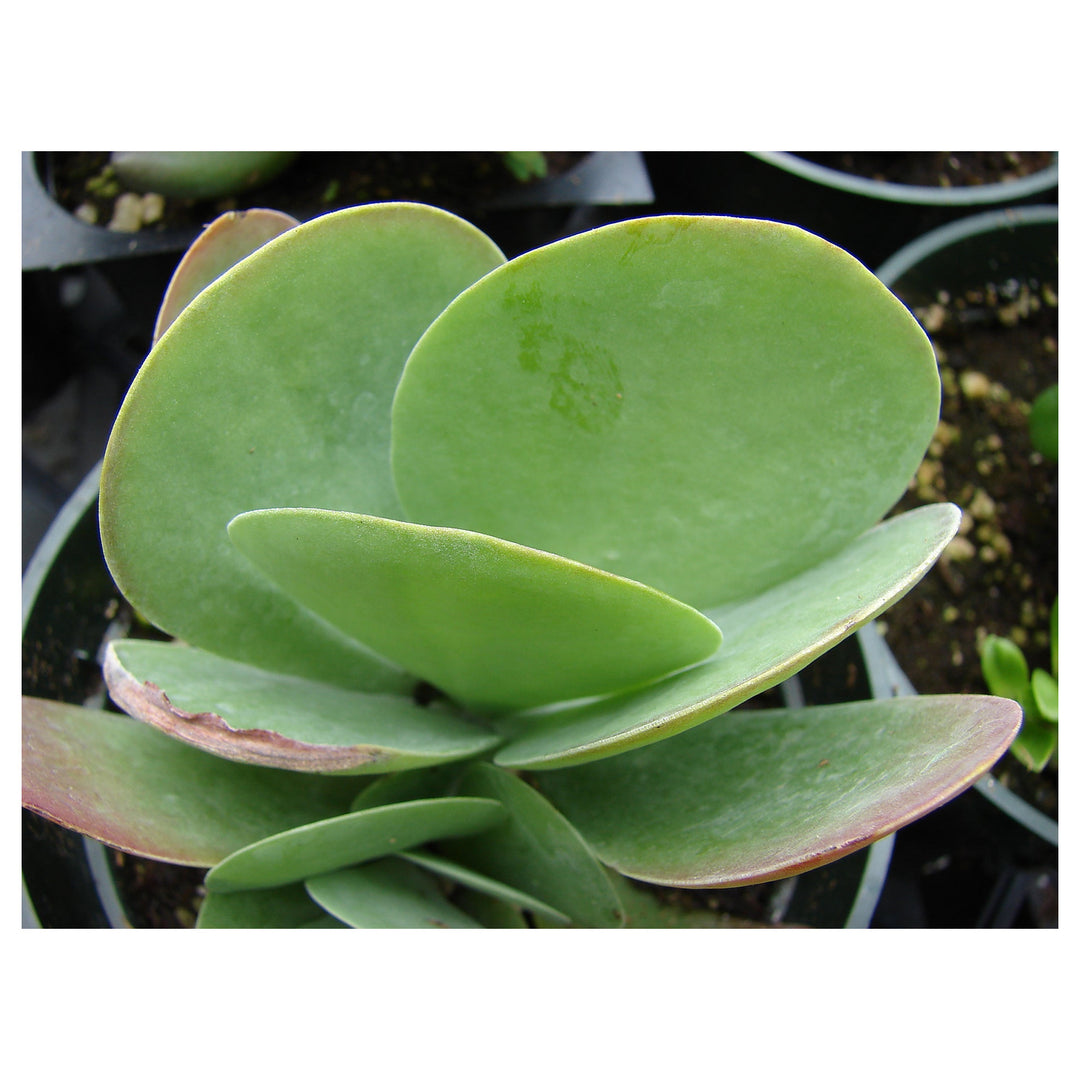 Heirloom Thyrsiflora Plant Seeds, Non-GMO Ornamental Foliage and Blooms for Unique Garden Planting | Neera Seeds product photo [neera-v4-13ef7b57eeacb0b45bef]