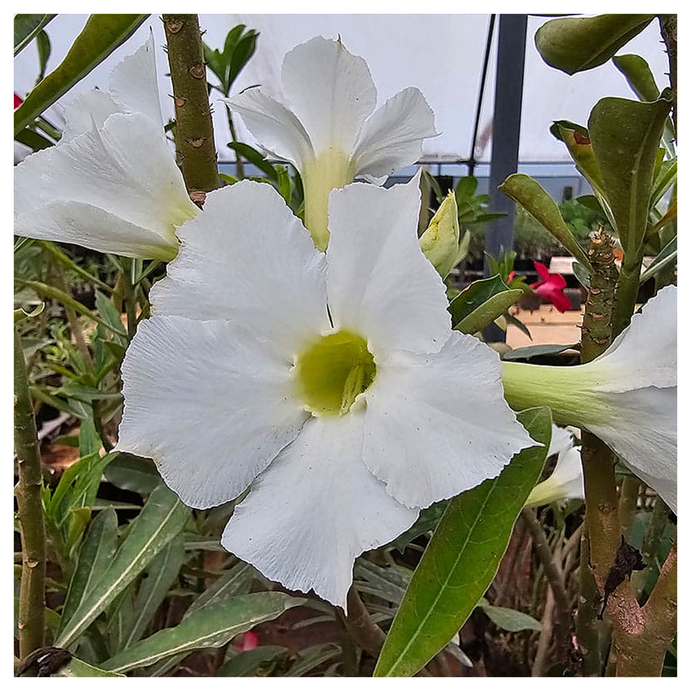 Organic Heirloom White Adenium Seeds – Non-GMO Desert Rose Succulent Seeds for Planting | Neera Seeds product photo [neera-v4-13f2d0f62ab6300035d2]