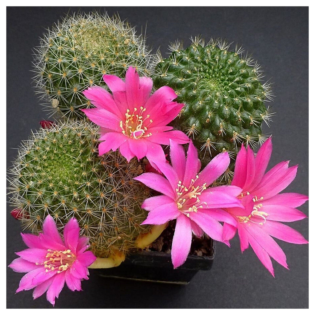 Pink Rebutia Violaciflora Flower Seeds for Planting – Heirloom, Non-GMO, High Germination Organic Garden Seeds for  | Neera Seeds product photo [neera-v4-1400590509230b1a9aae]