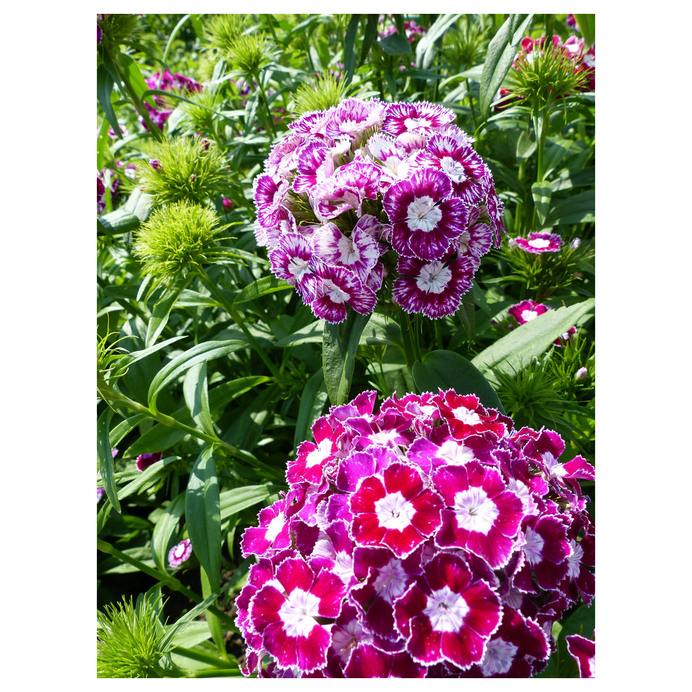 Organic Dianthus Flower Seeds Purple & White for Planting – Heirloom, Non-GMO | Neera Seeds product photo [neera-v4-141c74d986b2118b5a78]