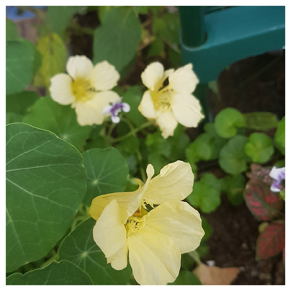 Heirloom Non-GMO Cream Nasturtium Flower Seeds for Garden Planting – Edible Decorative Blooms | Neera Seeds product photo [neera-v4-1421b79a98223f6964d1]