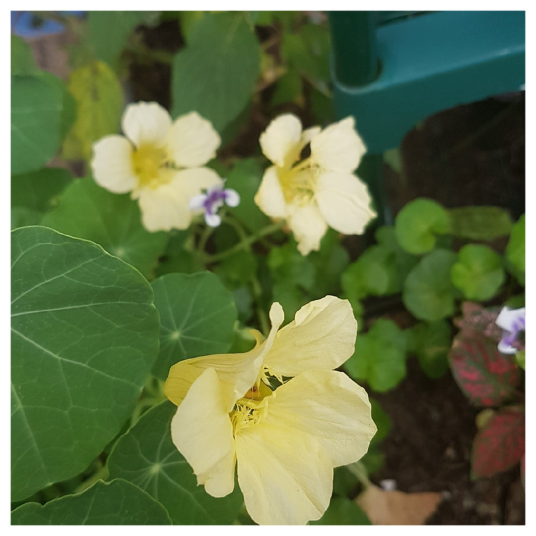 Heirloom Non-GMO Cream Nasturtium Flower Seeds for Garden Planting – Edible Decorative Blooms | Neera Seeds product photo [neera-v4-1421b79a98223f6964d1]