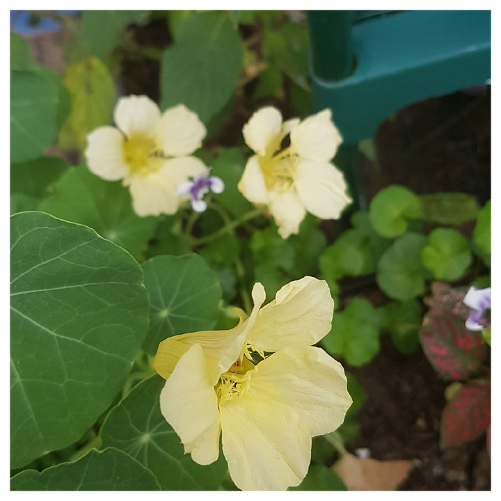 Heirloom Non-GMO Cream Nasturtium Flower Seeds for Garden Planting – Edible Decorative Blooms | Neera Seeds product photo [neera-v4-1421b79a98223f6964d1]