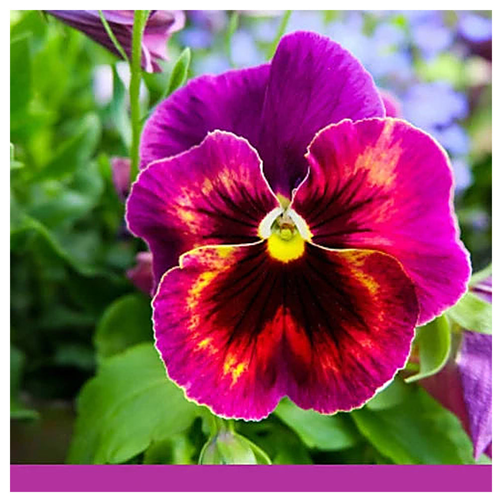 Pink White Pansy Seeds for Planting – Heirloom, Non-GMO, High Germination Organic Garden Seeds | Neera Seeds product photo [neera-v4-1427bc330da8f91631bf]