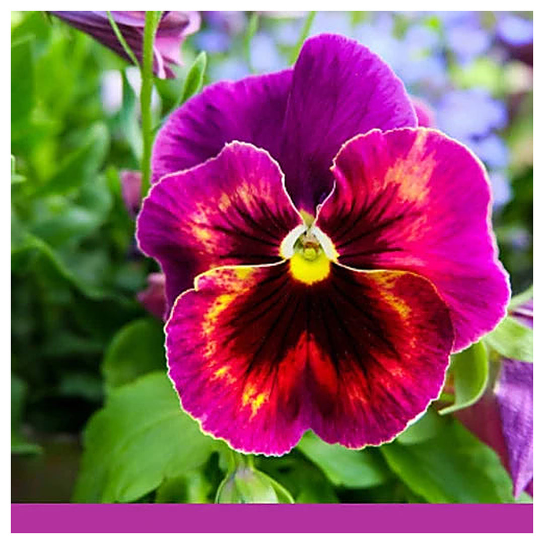 Pink White Pansy Seeds for Planting – Heirloom, Non-GMO, High Germination Organic Garden Seeds | Neera Seeds product photo [neera-v4-1427bc330da8f91631bf]