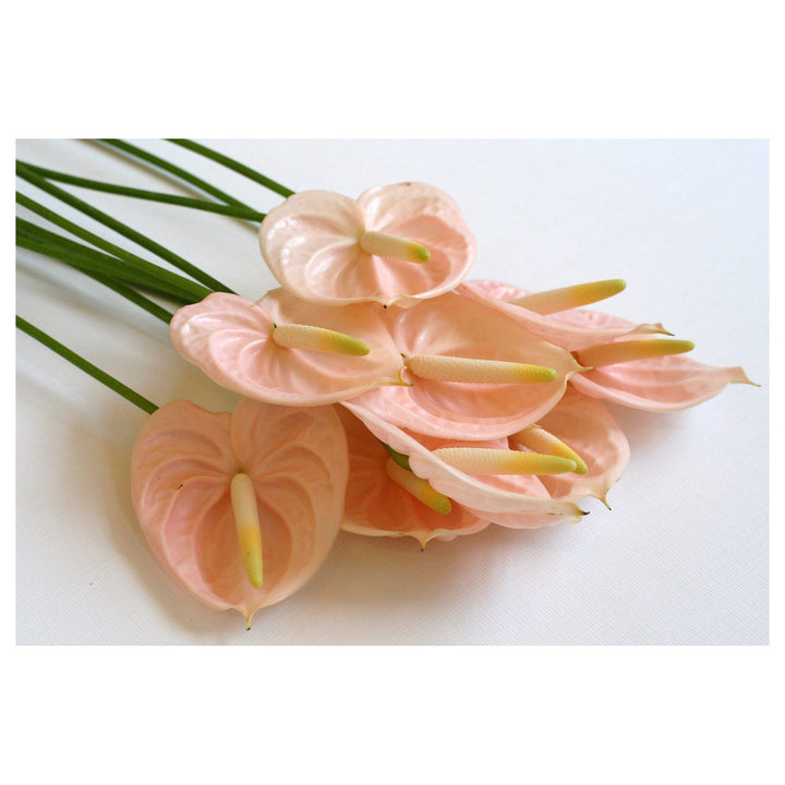 Peach Anthurium Flower Seeds for Planting – Heirloom, Non-GMO, High Germination Tropical Garden Seeds | Neera Seeds product photo [neera-v4-142e206b6ffd6843e9b4]