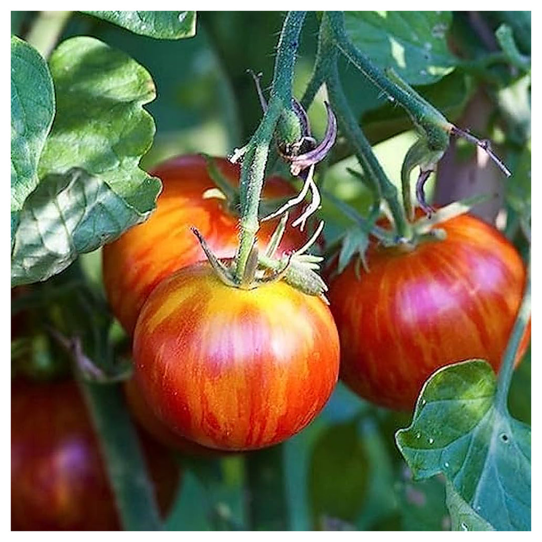 Heirloom Non-GMO Tigerella Tomato Seeds for Planting | Organic Garden High Germination Vegetable Seeds | Neera Seeds product photo [neera-v4-143a97e2b9db05c79f67]
