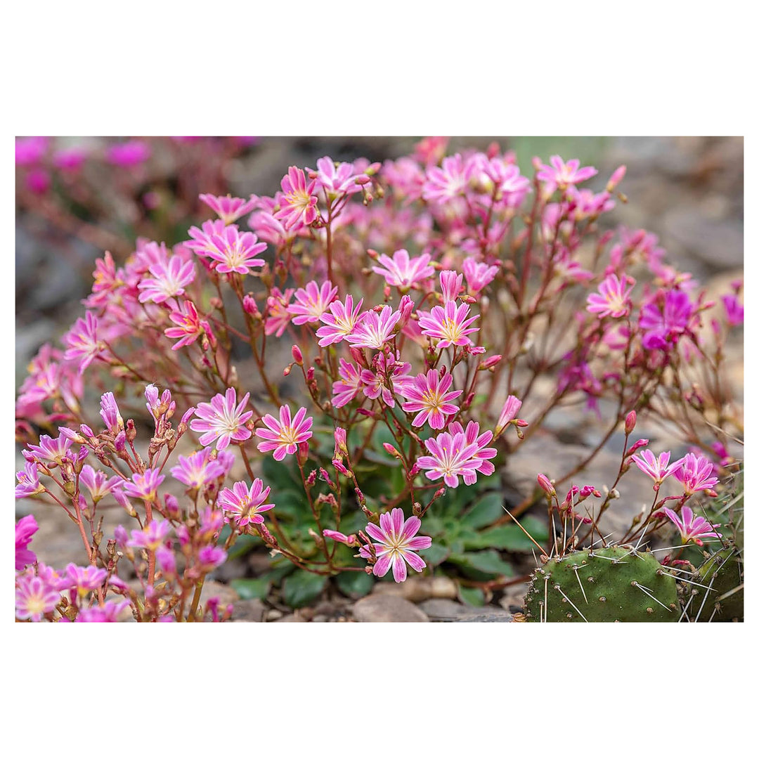Heirloom Lewisia Flower Seeds, Non-GMO Colorful Rock Garden Blooms for Drought-Tolerant Planting | Neera Seeds product photo [neera-v4-143c0294d6e2764599a2]