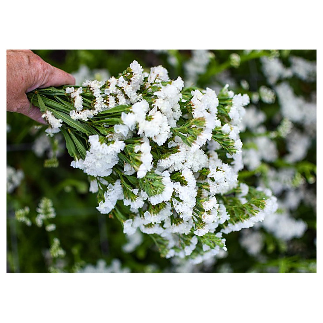 White White Semi Statice Flower For Elegant Statice Blooms Flower Seeds for Home Garden Planting, | Neera Seeds product photo [neera-v4-144ac693d0f516006d02]