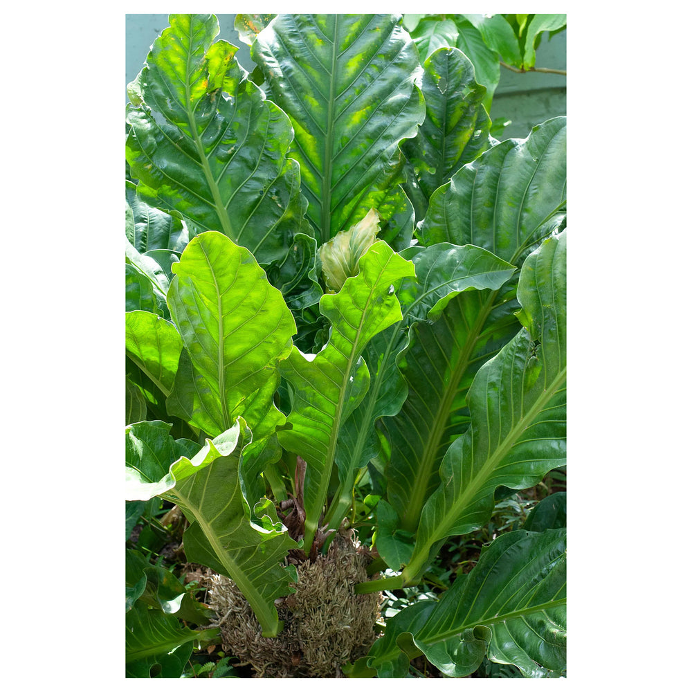 Anthurium Hookeri Plant Seeds - Heirloom and Non-GMO garden seeds  for Planting | Neera Seeds product photo [neera-v4-145241fb74363fdb9fa7]