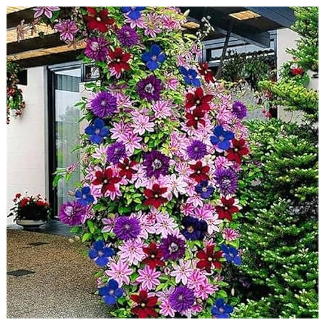 Clematis Bonsai Flowering Climbing Plant Flower Seeds for Home Garden Planting, Fragrant Organic | Neera Seeds product photo [neera-v4-145f301aef79a1a86915]