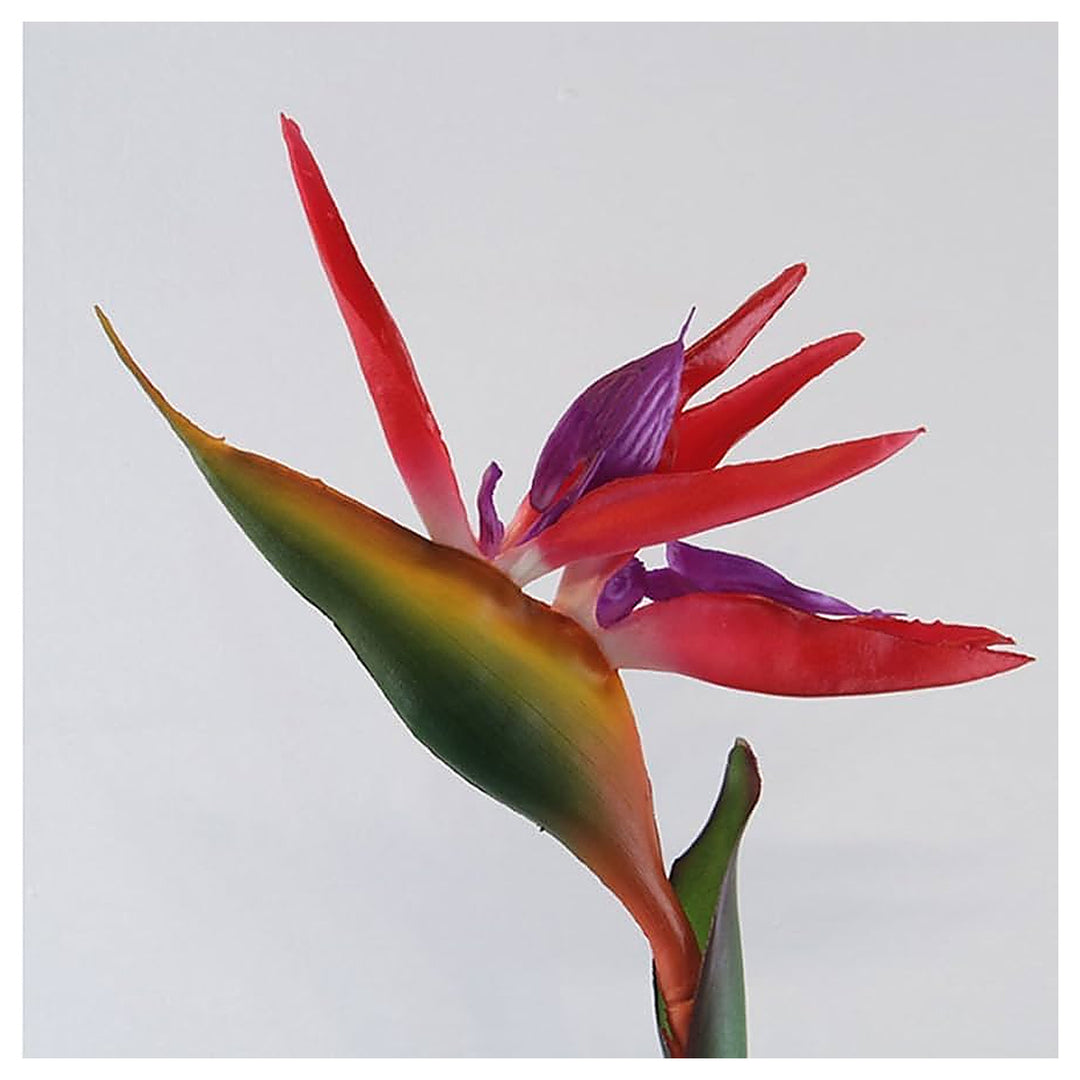 Heirloom Non-GMO Red Strelitzia Reginae Flower Seeds for Planting – Exotic Bird of Paradise, High Germination | Neera Seeds product photo [neera-v4-147eee2c27cd8360dc84]