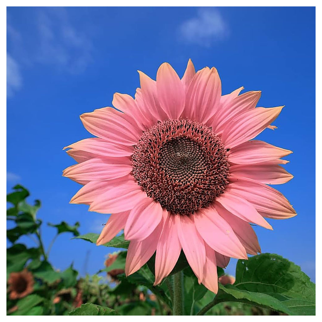 Organic Heirloom Non-GMO Baby Pink Sunflower Seeds for Planting – Unique Garden Blooms | Neera Seeds product photo [neera-v4-148f48602a07ad31b25b]