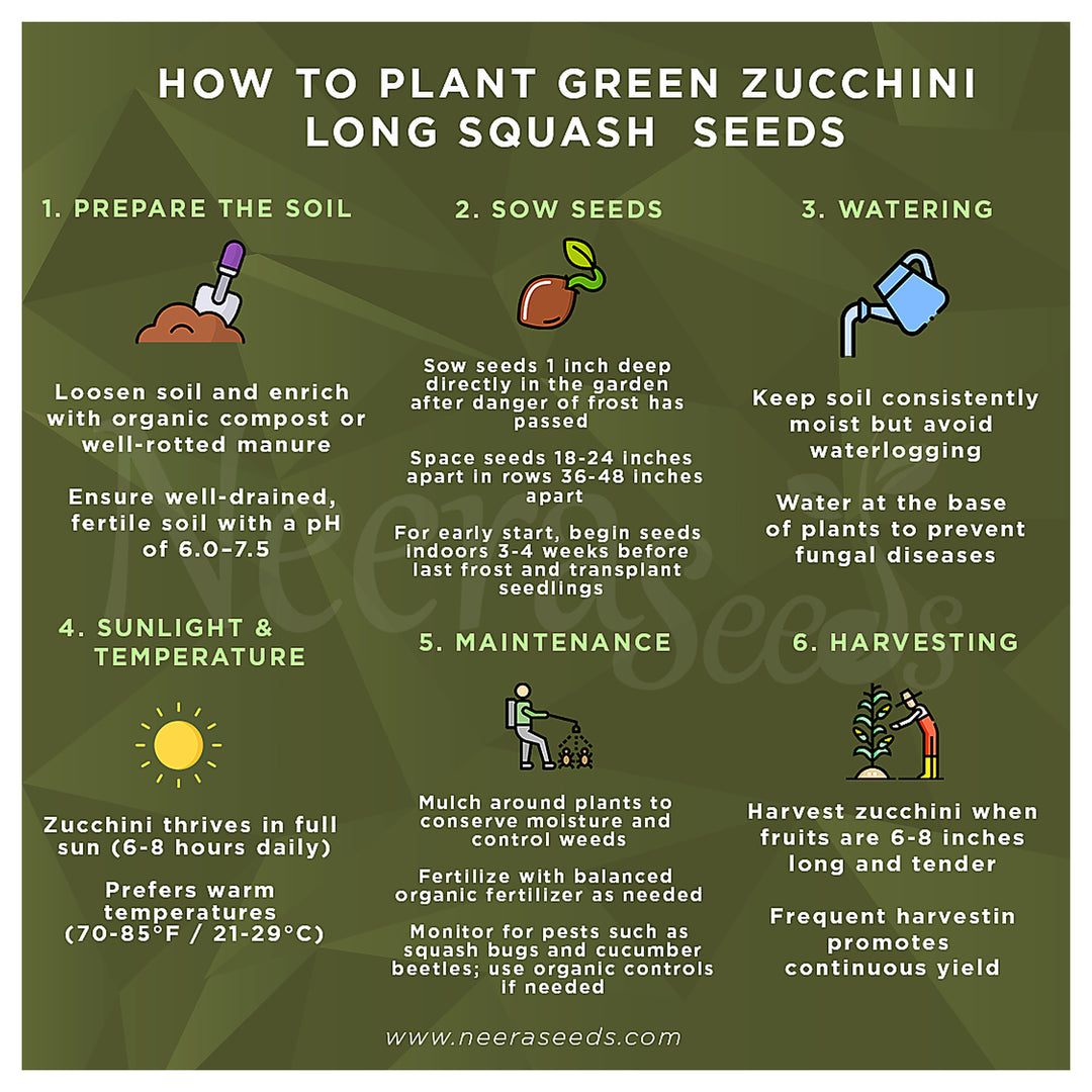 Green Round Zucchini Squash Seeds for Planting – Heirloom, Non-GMO, High-Yield Summer Vegetable Seeds | Neera Seeds product photo [neera-v4-149a80e4801c4d730cf6]