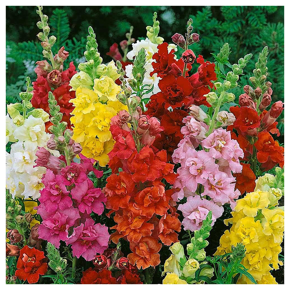 Snapdragon Flower Seeds for Planting – 100 pcs Heirloom Non-GMO High Germination Organic Garden Seeds | Neera Seeds product photo [neera-v4-149e3703884fa82d12ce]