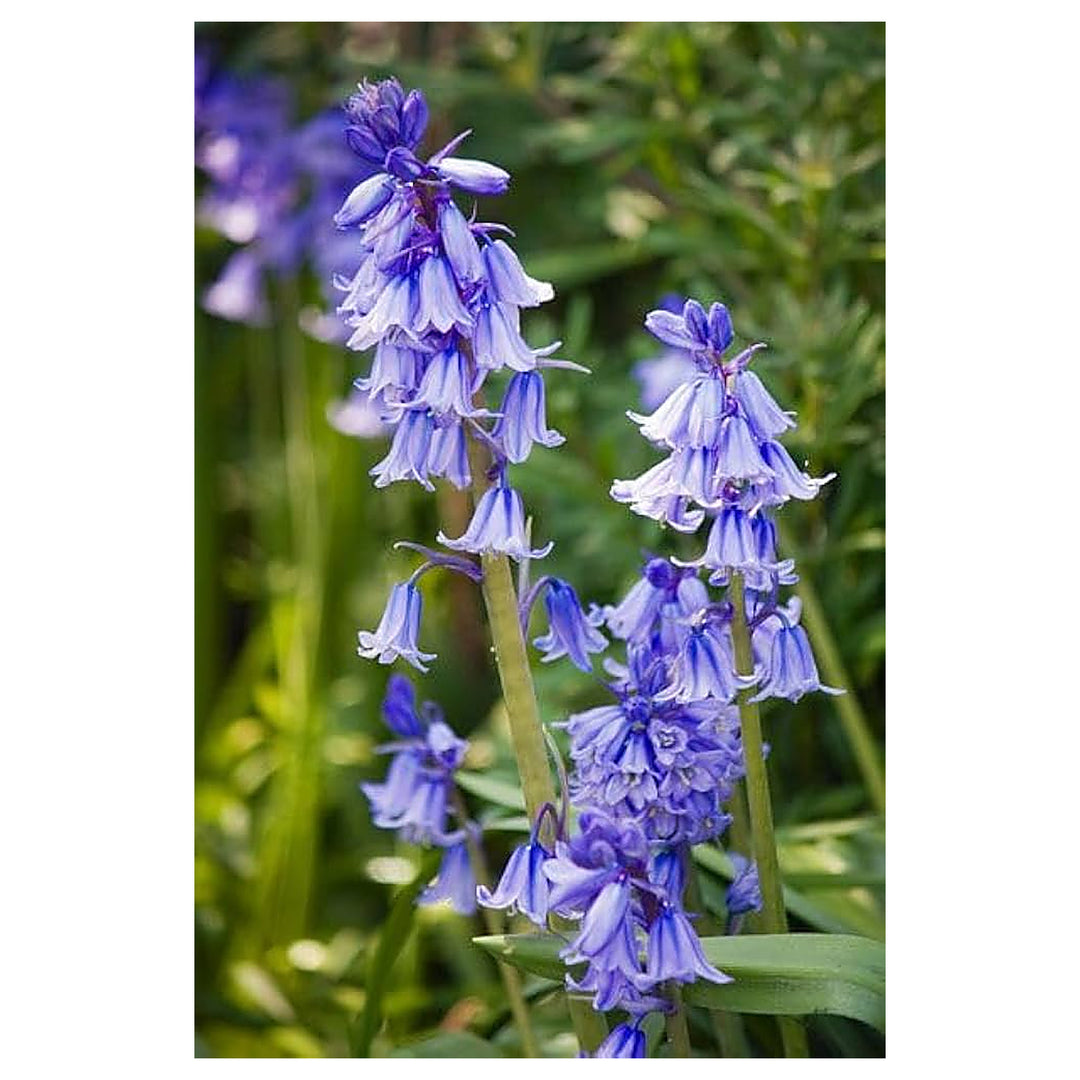 Heirloom Non-GMO Bluebell Flower Seeds – Unique Bell-Shaped Blooms for Planting | High Germination Organic Seeds | Neera Seeds product photo [neera-v4-14b252a5dc7fa0cee4b9]